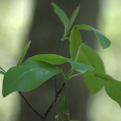 Magnoliaceae