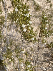 Larrea tridentata