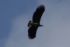 Haliaeetus ichthyaetus
