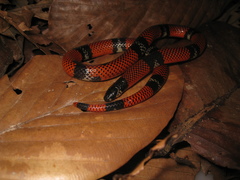 Atractus latifrons