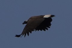 Haliaeetus ichthyaetus