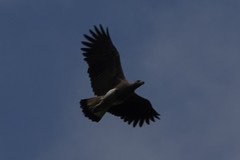 Haliaeetus ichthyaetus