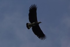 Haliaeetus ichthyaetus