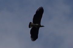 Haliaeetus ichthyaetus