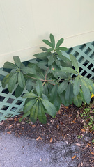 Alstonia