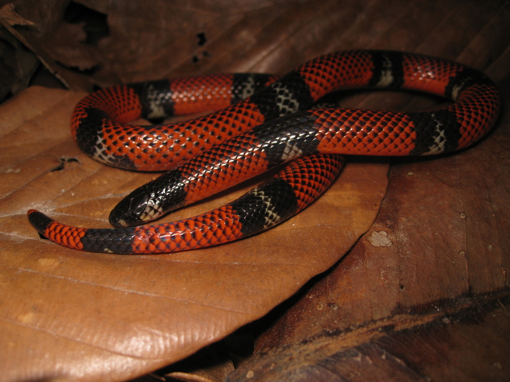 Broadhead Ground Snake