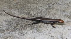 Eutropis greeri