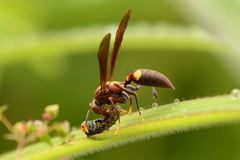 Polistes simillimus