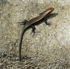 Eutropis greeri