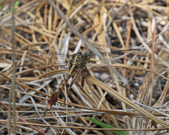 Arigomphus pallidus