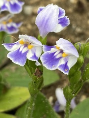 Craterostigma plantagineum image
