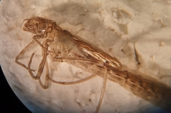 Chalcolestes viridis