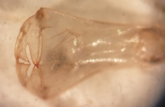 Chalcolestes viridis