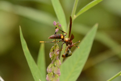 Polistes simillimus