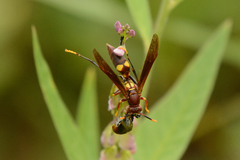 Polistes simillimus