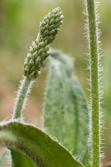Plantago canescens