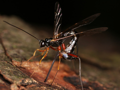 Ichneumonidae