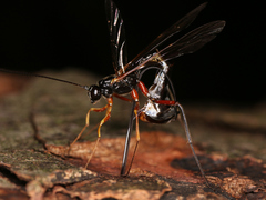Ichneumonidae