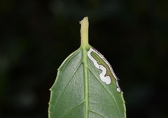 Stigmella rhamnophila