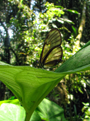 Pteronymia latilla barilla