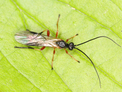 Ichneumonoidea