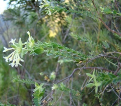 Gnidia caniflora