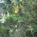 Gnidia caniflora - Photo (c) Lizelle Erasmus, osa oikeuksista pidätetään (CC BY-NC), lähettänyt Lizelle Erasmus