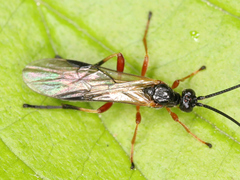 Ichneumonoidea