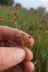 Fimbristylis complanata