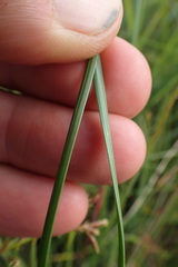 Fimbristylis complanata