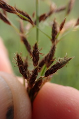Fimbristylis complanata