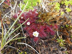 Drosera uniflora