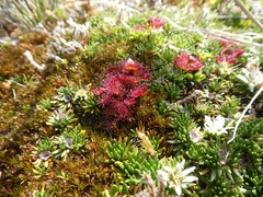 Drosera uniflora