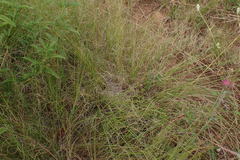 Eragrostis chloromelas
