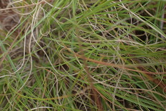 Eragrostis chloromelas