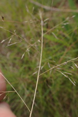 Eragrostis chloromelas
