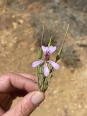 Pelargonium laevigatum oxyphyllum