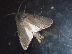 Euxoa velleripennis