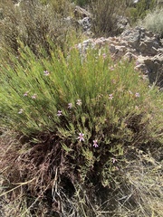 Pelargonium laevigatum oxyphyllum