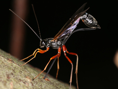 Ichneumonidae