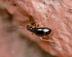 Orthonotus rufifrons