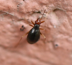 Orthonotus rufifrons
