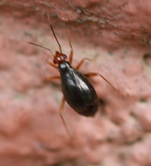 Orthonotus rufifrons