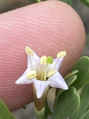 Lycium bosciifolium image