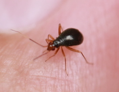 Orthonotus rufifrons