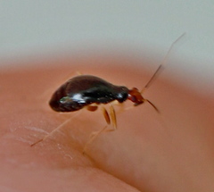 Orthonotus rufifrons