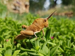 Lobosceliana