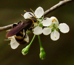 Dielis plumipes