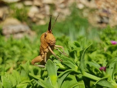 Lobosceliana