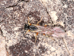 Ichneumonoidea